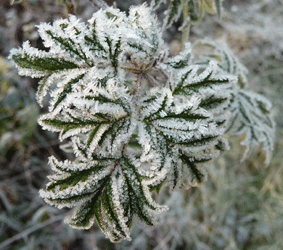 blackberry with frost
