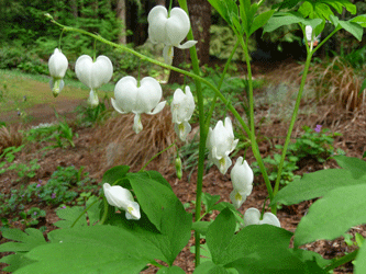 White bleeding heart