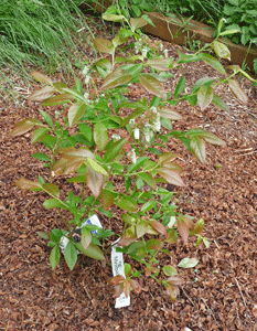 Blueberry bush