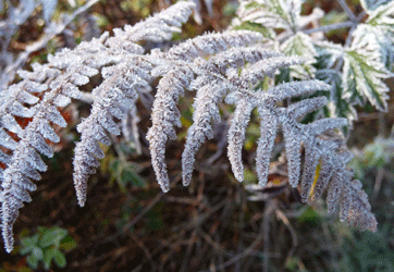 Bracken with frost