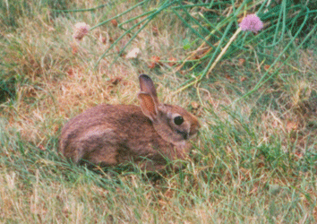 Cotton tailed rabbit