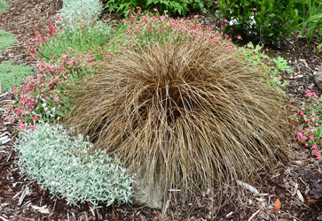 Carex flagellifera 'Auburn'