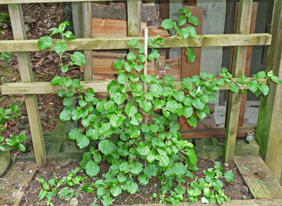 climbing hydrangea