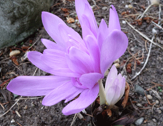 Colchicum Water Lily