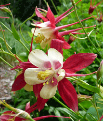 Columbine