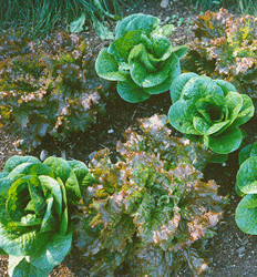 Little Gem and Red Sails Lettuce