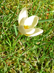 Cream snow crocus