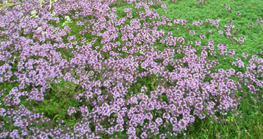 Creeping thyme