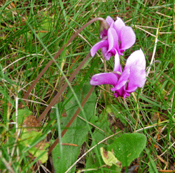 Closeup of Cyclamen hederafolium