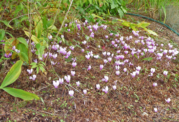 drift of hardy Cyclamen hederifolium