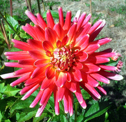 Red and yellow dahlia