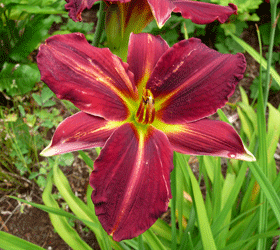 Orange Daylily