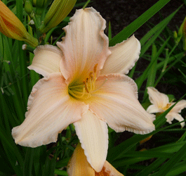 Peach Daylily