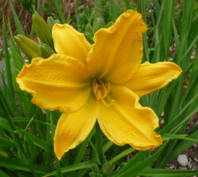 Yellow Daylily