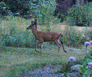 Deer in garden