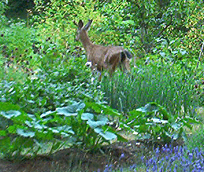 Deer in the garden