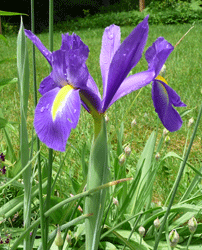 Dutch Iris closeup