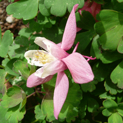 Pink Aquilegia