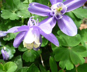 Purple and White Aqueligia