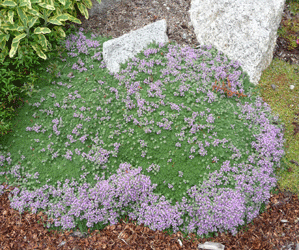 Elfin Thyme