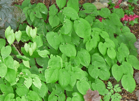 Bicolor epimedium