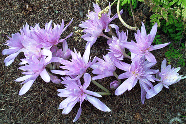 Colchicum water lily