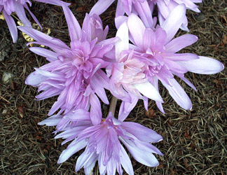 Colchicum water lily