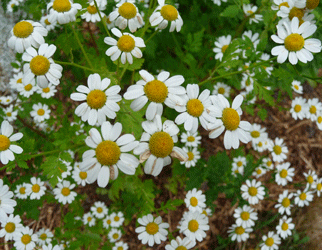 Feverfew