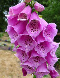 Foxglove