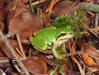 tree frog