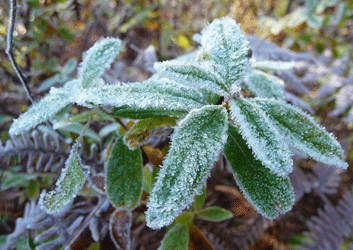 leaves with frost