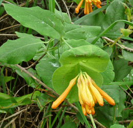 Orange Honeysuckle