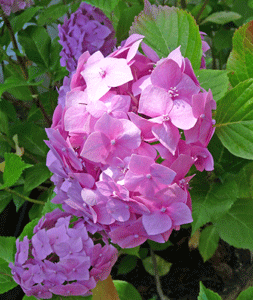 Pink hydrangea