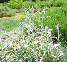 Lambs Ears