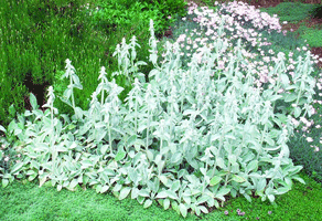 Lambs ears