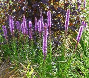 Liatris