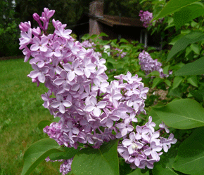 Korean Dwarf Lilac