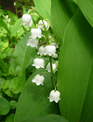 Lily of the Valley