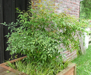 Nandina in a planter