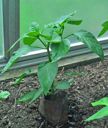 California Wonder Red Pepper in Greenhouse