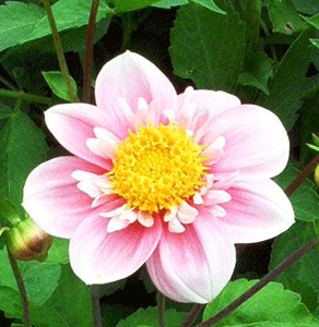 pink picote dwarf dahlia