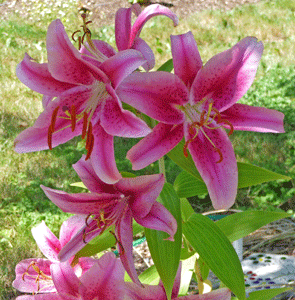 Asiatic lily