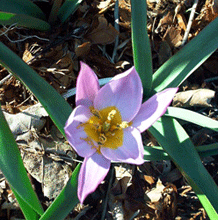 Pink species tulip