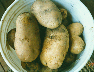 Bucket of Potatoes