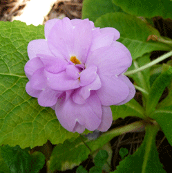 Pink double primrose flower