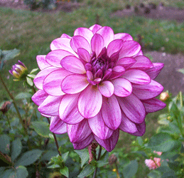 Purple dahlia