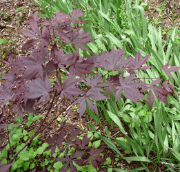 Purple Japanese Maple