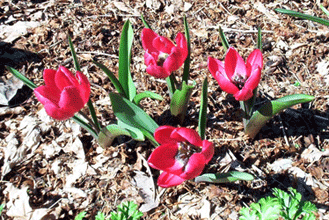Red species tulip