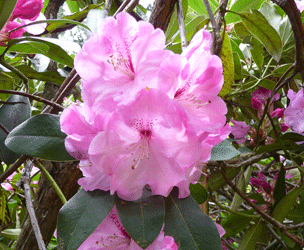 Rhododedron Bowbells