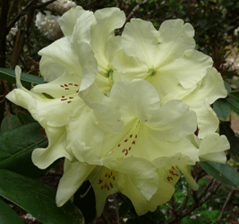 Rhododendron Crest